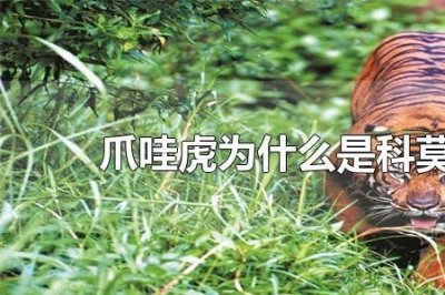 ​爪哇虎为什么能战胜科莫多巨蜥