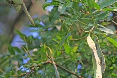 ​绒毛皂荚树与普通皂荚树区别