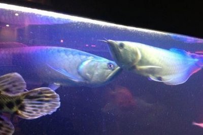 ​大小银龙能混养吗