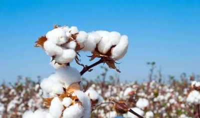 ​棉花能做成什么？不只是纺织品，生活中许多东西都来自于它