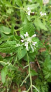 ​中药植物介绍--涩荠