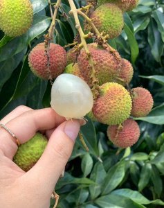 ​中国哪里的荔枝最出名？这5个荔枝最出名的产地，哪的最好吃？