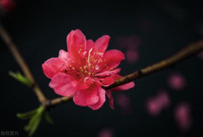 ​桃花的外形，颜色，气味和特征