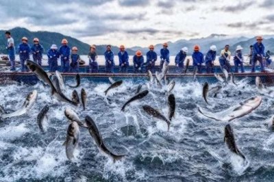 ​集装箱养鱼新风潮：从实体经济到水产，谁在破坏我们的美食宝藏？