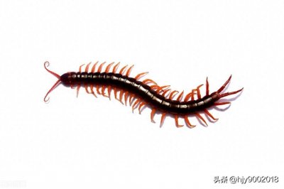 ​蜈蚣进家里预示什么