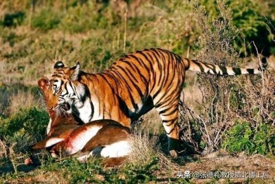 ​辟谣:虎入非洲屠杀狮子，破坏生态平衡?(转载)