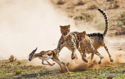 ​宅在家做什么系列丨7部与非洲有关的电影