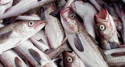 ​俄罗斯和美国，因为一条狭鳕鱼“焦头烂额”