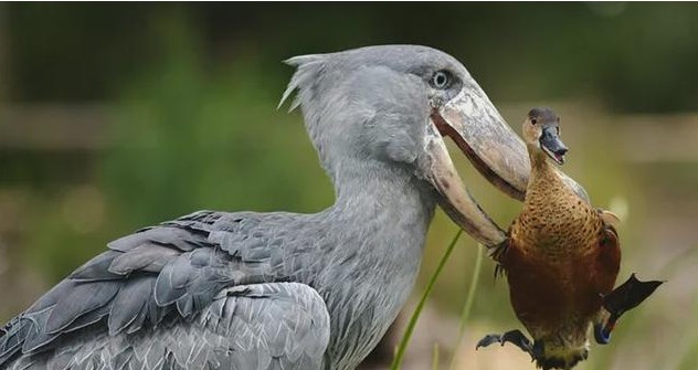 鲸头鹳为什么鞠躬摇头它这么做是为了向救它的人致以谢意