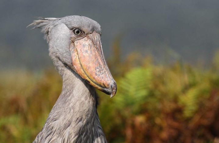 鲸头鹳为什么鞠躬摇头它这么做是为了向救它的人致以谢意