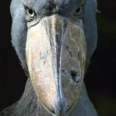 鲸头鹳为什么鞠躬摇头它这么做是为了向救它的人致以谢意