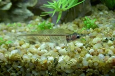 ​它本是一种鱼，却叫玻璃猫？这是为什么呢？