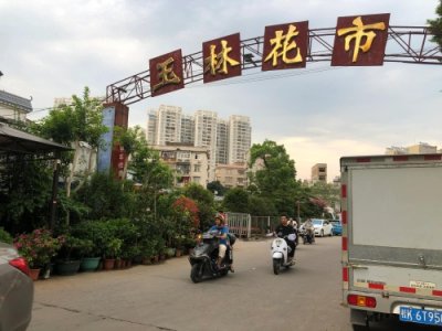 ​玉林花鸟市场