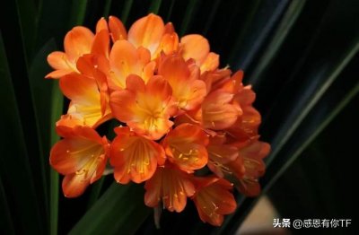 ​长春市市花——君子兰