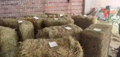 ​宁夏破获一起偷盗麻黄草制造冰毒案