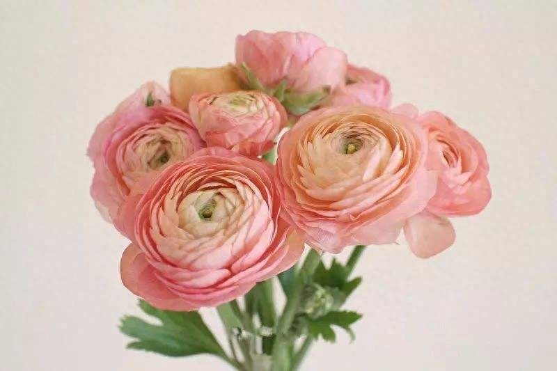 花毛茛,一新兴花卉