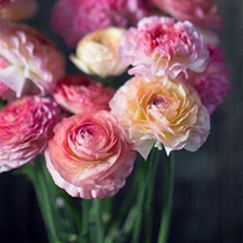 花毛茛,一新兴花卉