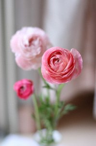 ​花毛茛，一新兴花卉