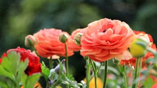 花毛茛,一新兴花卉