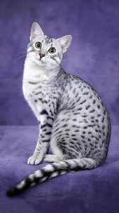 ​万物冷知识之埃及猫