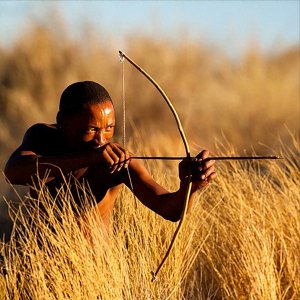 ​【科普】箭毒木-见血封喉