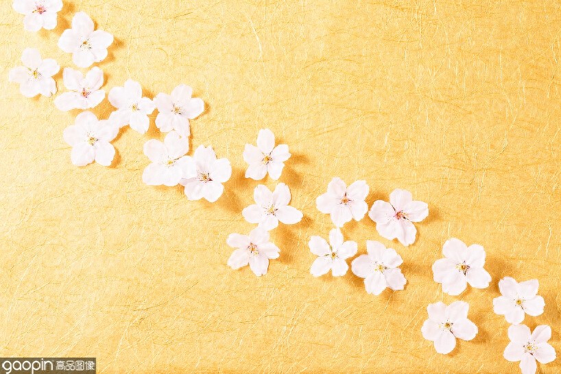 一组全是花的壁纸,一花一世界,遇见花开遇见你