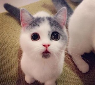 ​揭秘闽西八大干之宁化老鼠干