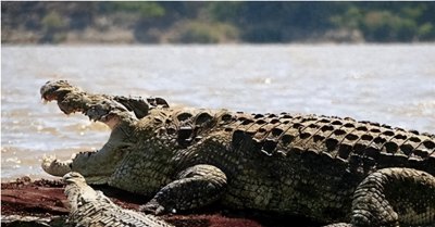 ​神秘的食人巨鳄“古斯塔夫”：狂杀300人的传奇生物