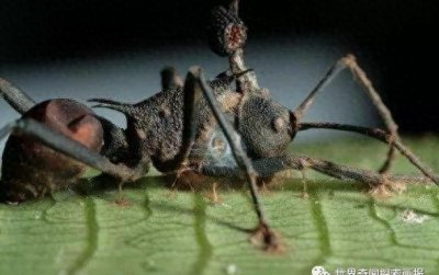 ​僵尸蚂蚁：感染僵尸病毒的蚂蚁，揭秘僵尸蚂蚁的形成过程