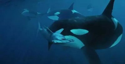 ​海中巨兽！能吃掉凶猛鲨鱼的虎鲸，竟属于海豚科？