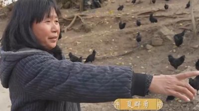 ​回乡创业：湖北神农架妇女扮野人带火五黑鸡，全村百多户跟着养鸡