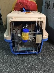 ​顺丰托运宠物多少钱(同城托运宠物多少钱)