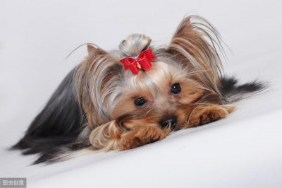 ​狗狗突然不吃狗粮了，有哪些原因呢