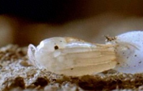 这只吸血虫将蝙蝠吸血致死,恐怖的过程让人毛骨悚然!