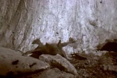 这只吸血虫将蝙蝠吸血致死,恐怖的过程让人毛骨悚然!