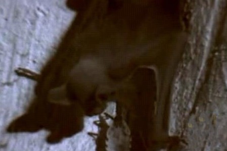 这只吸血虫将蝙蝠吸血致死,恐怖的过程让人毛骨悚然!