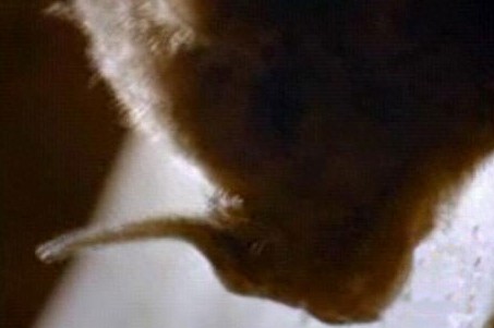 这只吸血虫将蝙蝠吸血致死,恐怖的过程让人毛骨悚然!