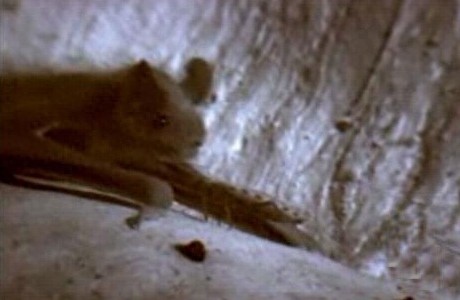 这只吸血虫将蝙蝠吸血致死,恐怖的过程让人毛骨悚然!