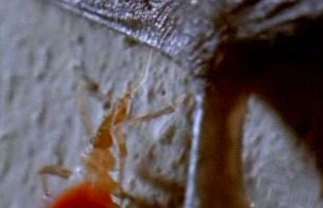 这只吸血虫将蝙蝠吸血致死,恐怖的过程让人毛骨悚然!