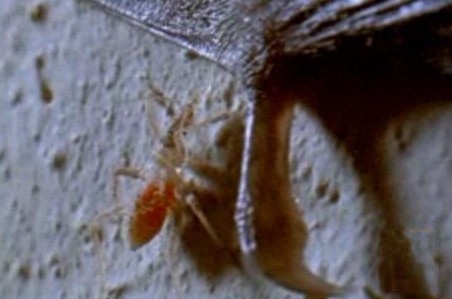 这只吸血虫将蝙蝠吸血致死,恐怖的过程让人毛骨悚然!