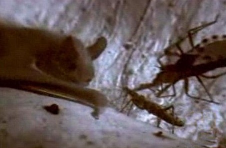 这只吸血虫将蝙蝠吸血致死,恐怖的过程让人毛骨悚然!