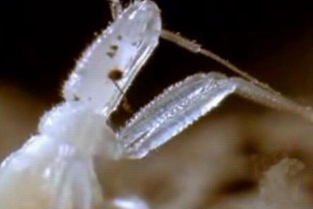 这只吸血虫将蝙蝠吸血致死,恐怖的过程让人毛骨悚然!