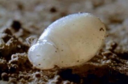 这只吸血虫将蝙蝠吸血致死,恐怖的过程让人毛骨悚然!