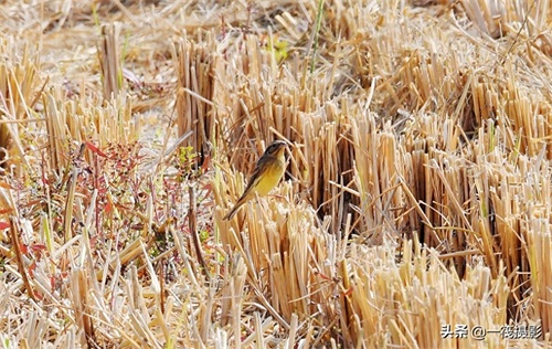 收获后的稻田里,遇见一群禾花雀