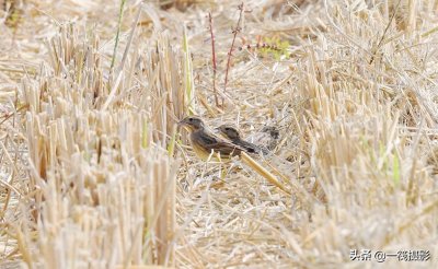 ​收获后的稻田里，遇见一群禾花雀