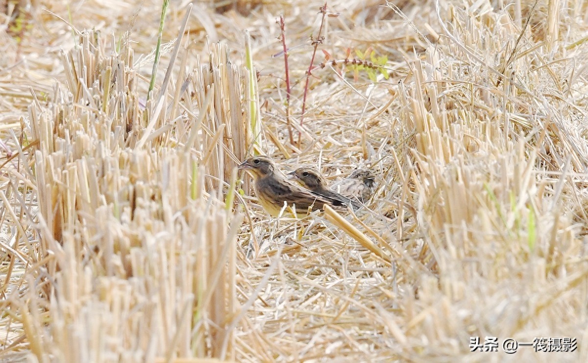 收获后的稻田里,遇见一群禾花雀