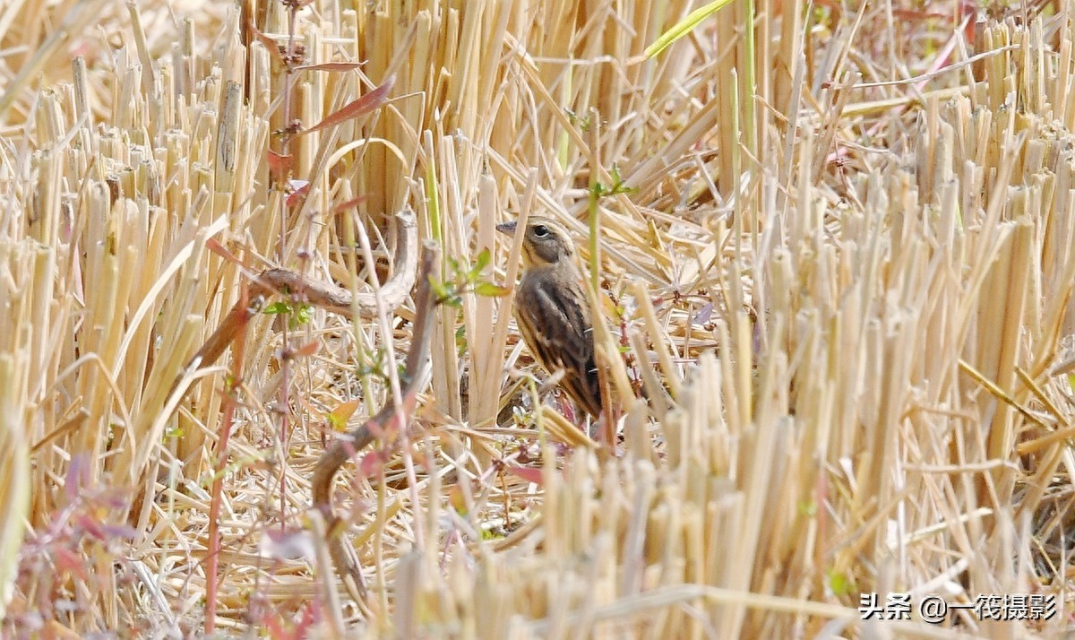 收获后的稻田里,遇见一群禾花雀