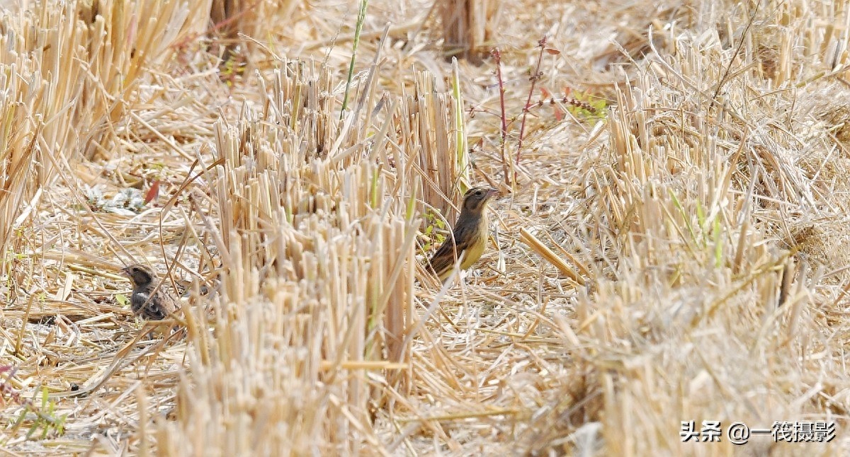 收获后的稻田里,遇见一群禾花雀