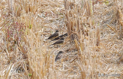 收获后的稻田里,遇见一群禾花雀