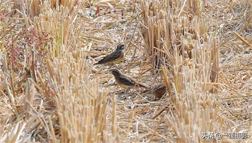 收获后的稻田里,遇见一群禾花雀